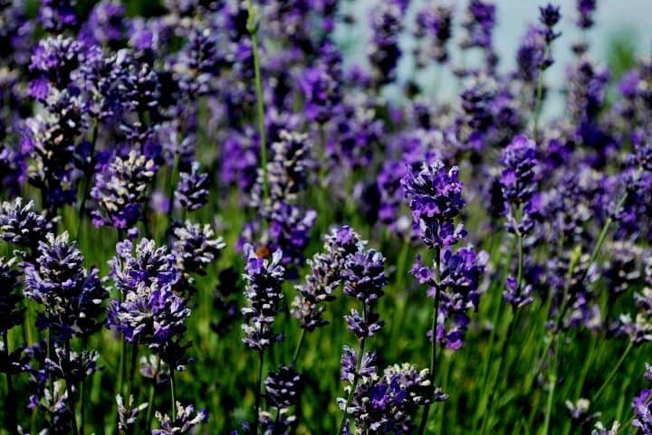 Read more about the article Purple Haze Lavender Farm