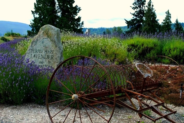 Culinary Lavender Tin – Purple Haze Lavender Farm