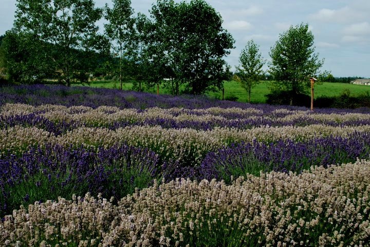 Culinary Lavender Tin – Purple Haze Lavender Farm