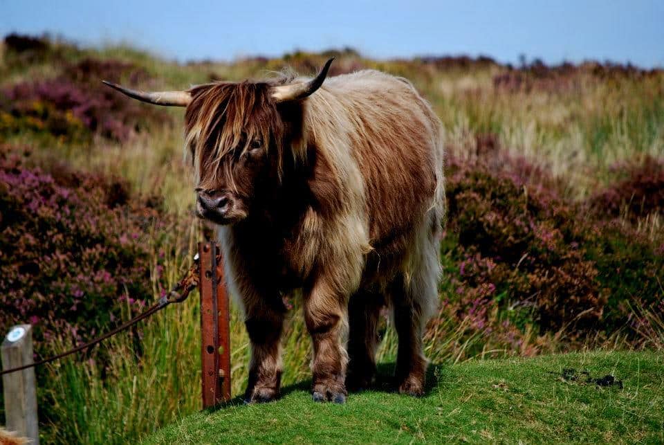 Read more about the article Wildlife of Dartmoor National Park: A Photo Essay