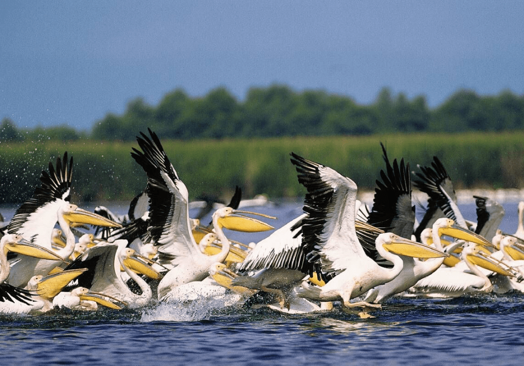 pelicans, danube delta, romania