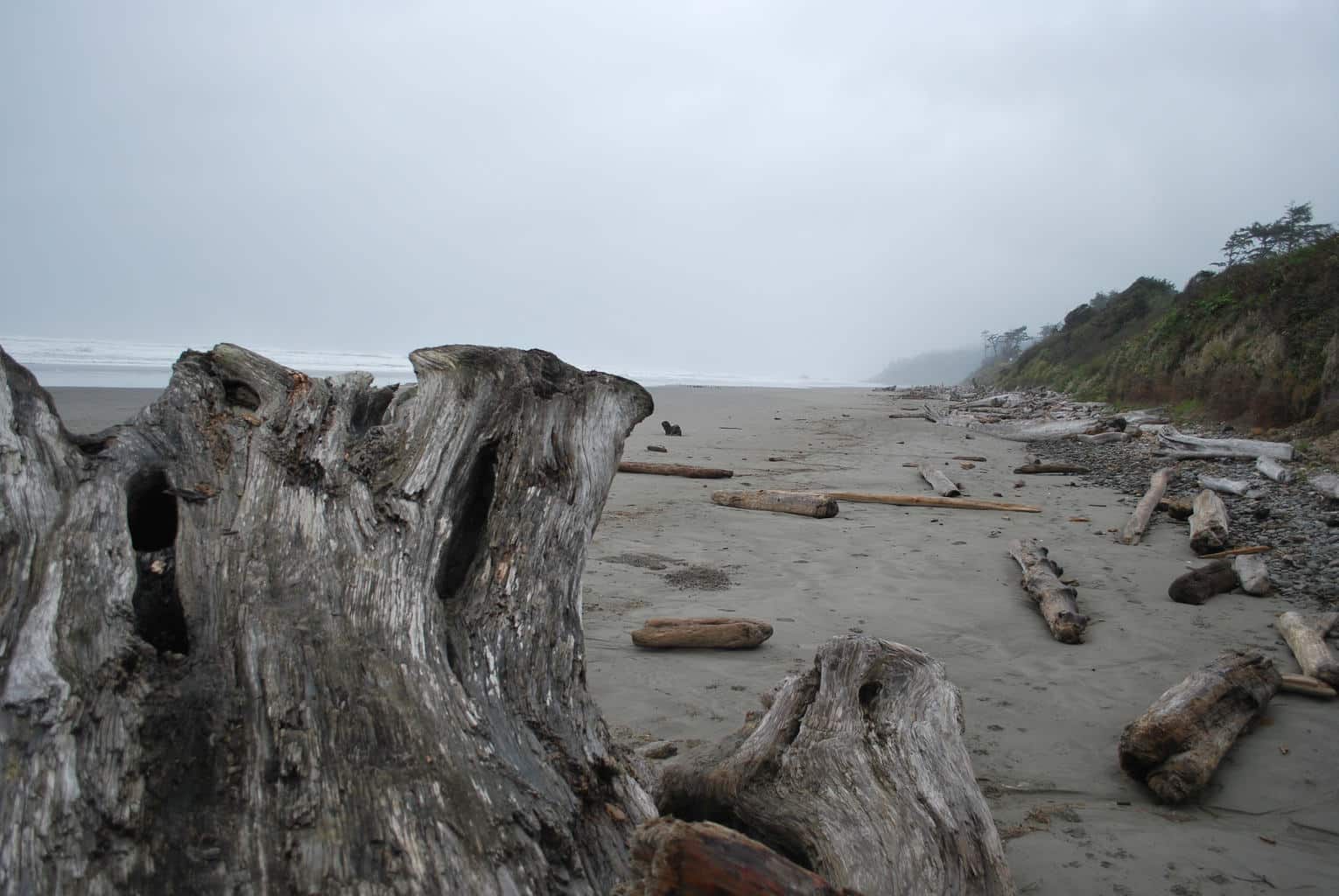 Read more about the article Photos from the Olympic Coastline