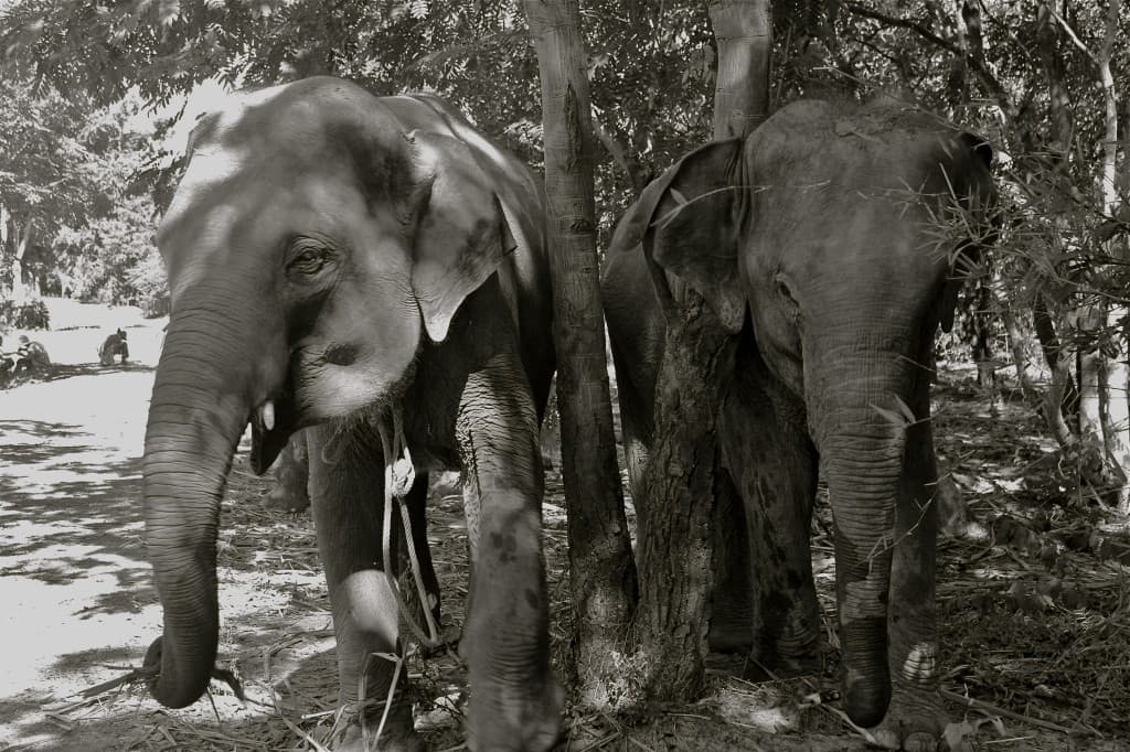 VOLUNTEER WITH ELEPHANTS SURIN PROJECT THAILAND