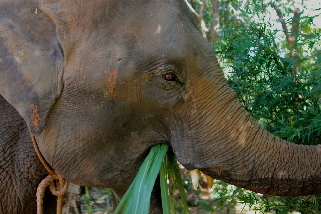 ELEPHANT VILLAGE SURIN