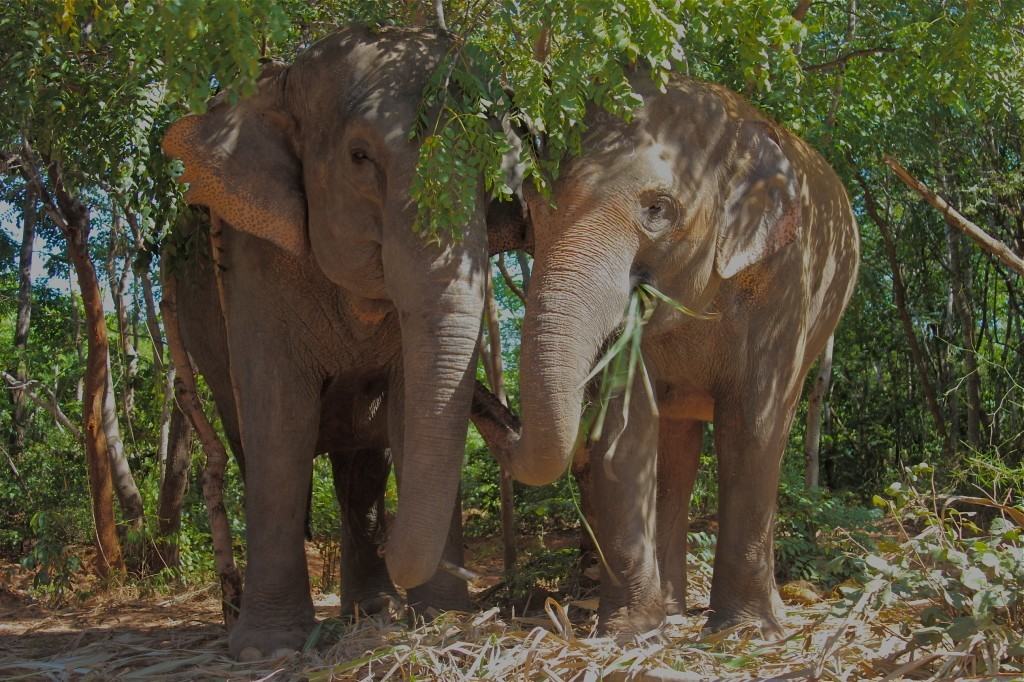 VOLUNTEER WITH ELEPHANTS SURIN PROJECT THAILAND