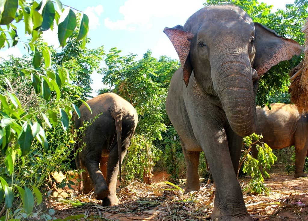 ELEPHANT VILLAGE SURIN