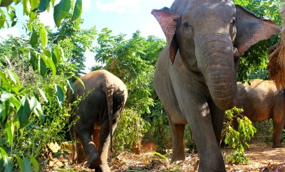 VOLUNTEER WITH ELEPHANTS SURIN PROJECT THAILAND
