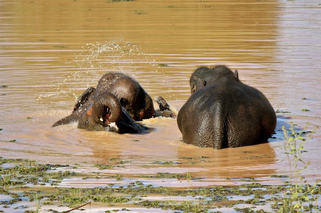 ELEPHANT VILLAGE SURIN