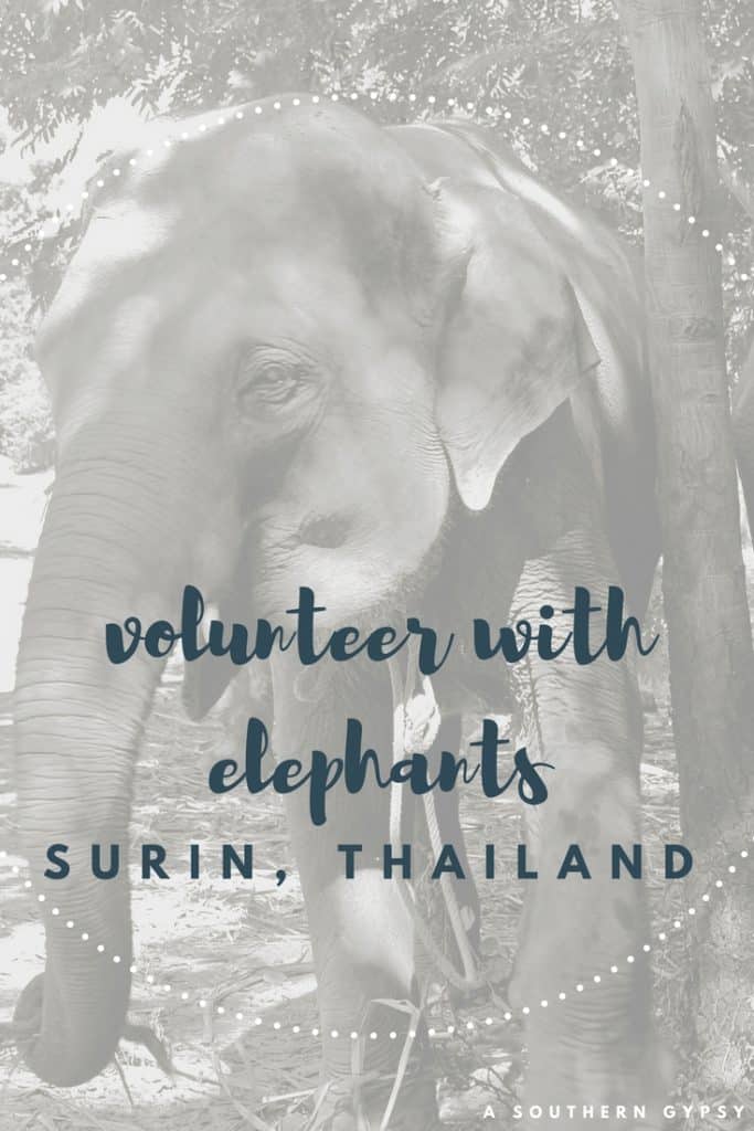 elephant village surin