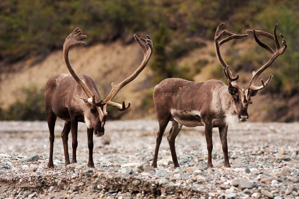 DENALI NATIONAL PARK