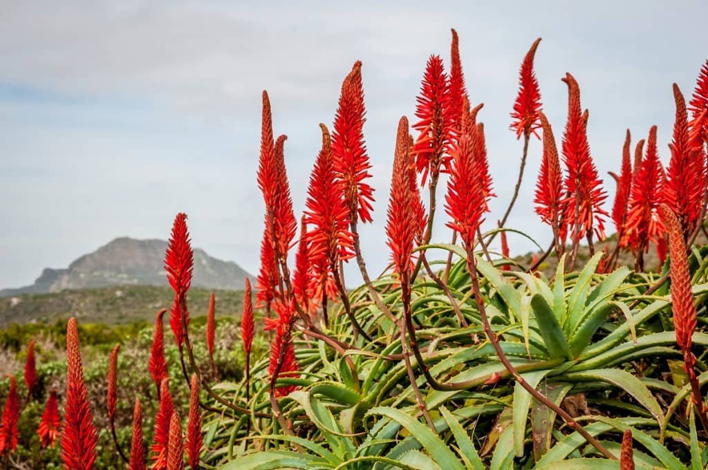 Table Mountain National Park | South Africa