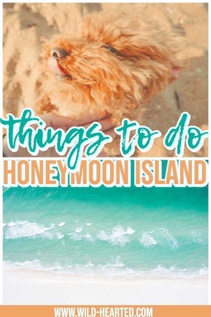 can dogs go to honeymoon island