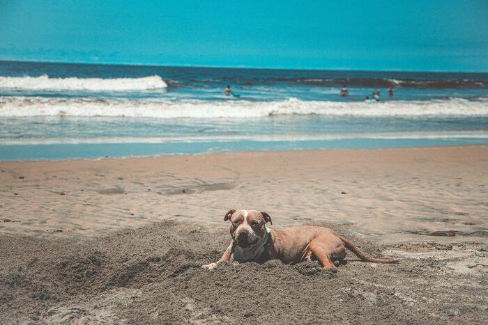 can dogs go to honeymoon island