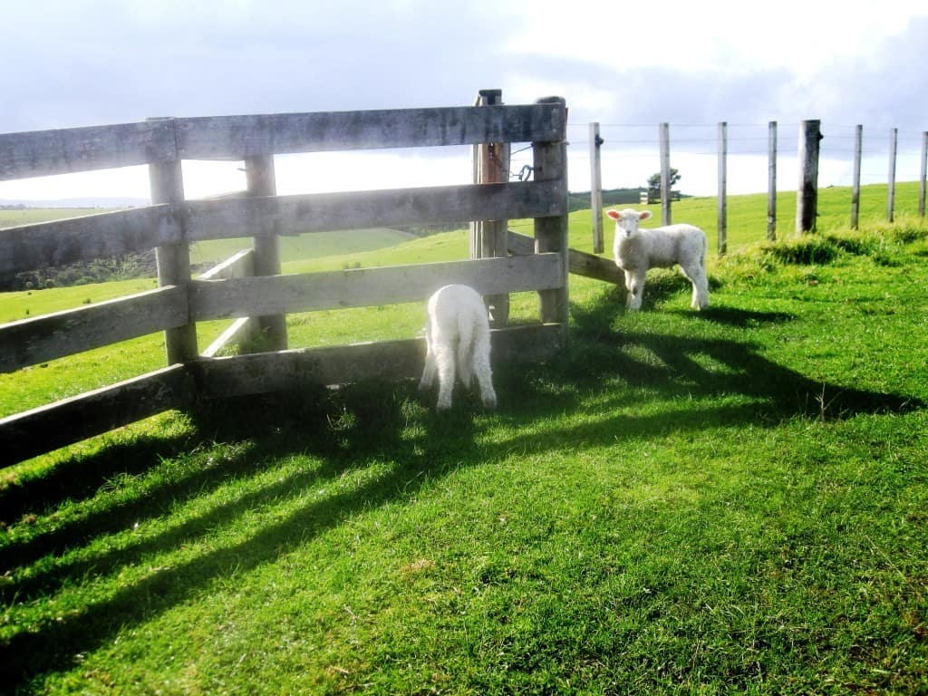 Shakespear Regional Park