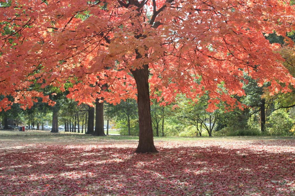 St. Louis Outdoor Activities