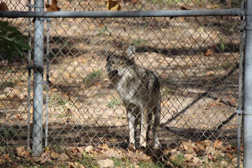 Endangered Wolf Center