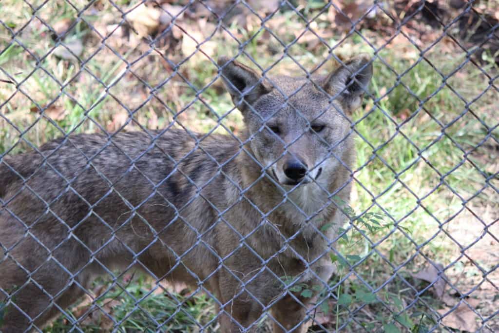 Endangered Wolf Center