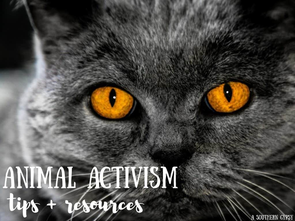 ANIMAL ACTIVISM