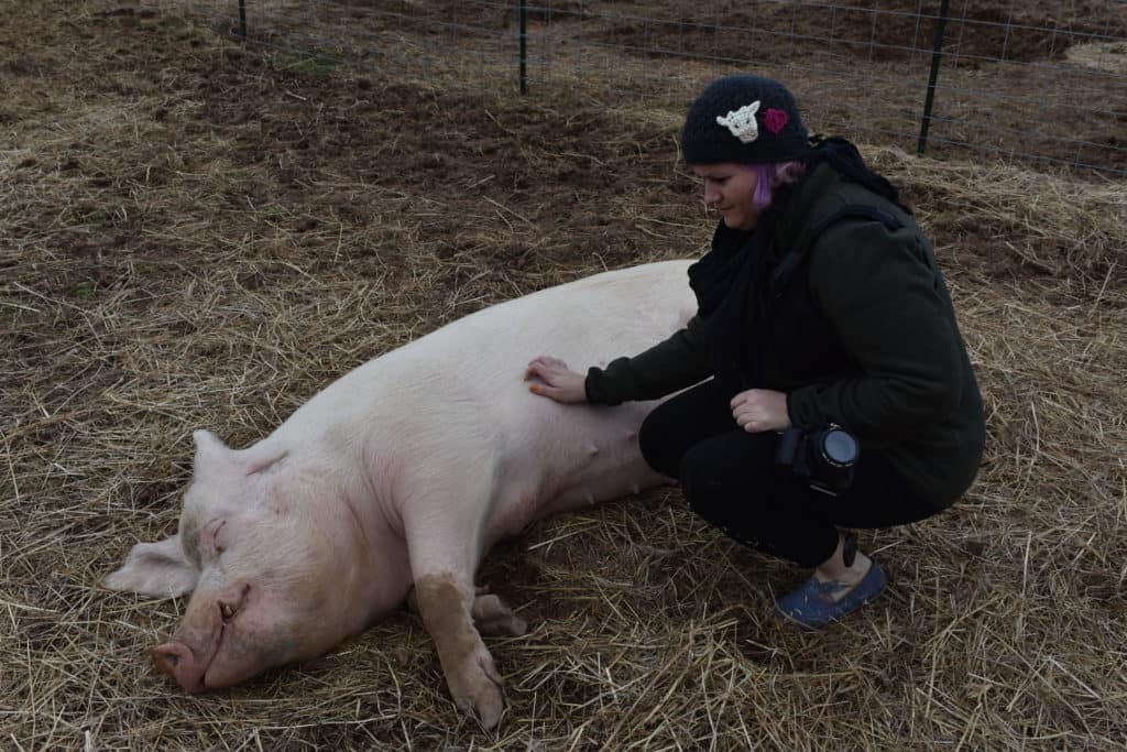 Visiting The Gentle Barn in Tennessee