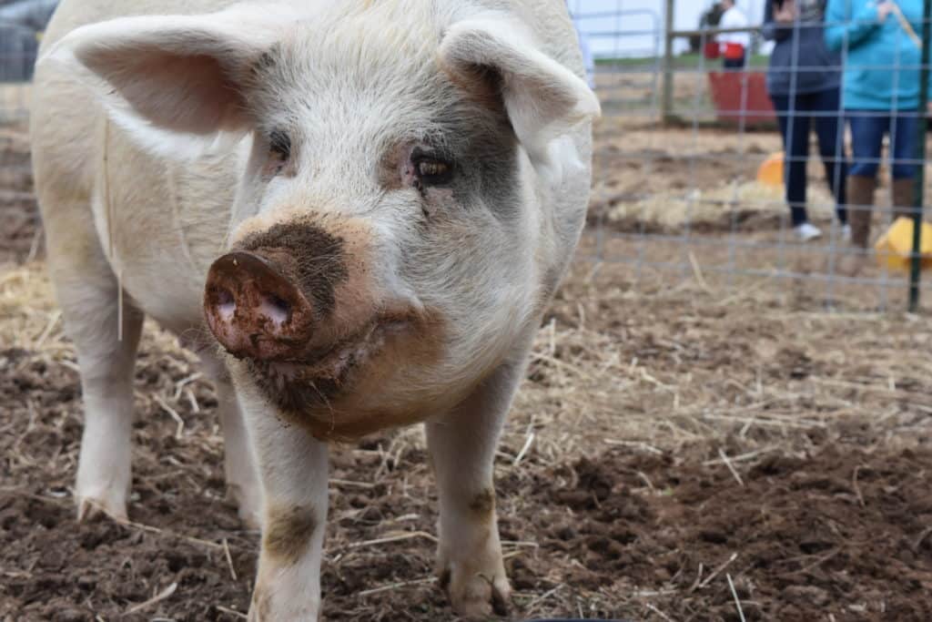 Visiting The Gentle Barn in Tennessee