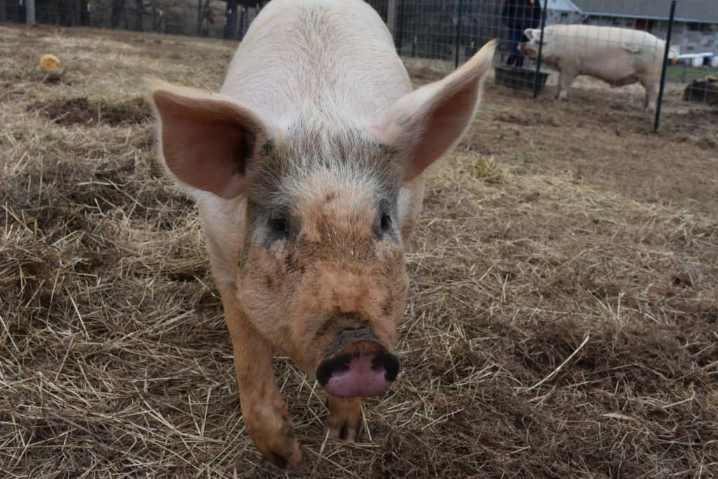 Visiting The Gentle Barn in Tennessee