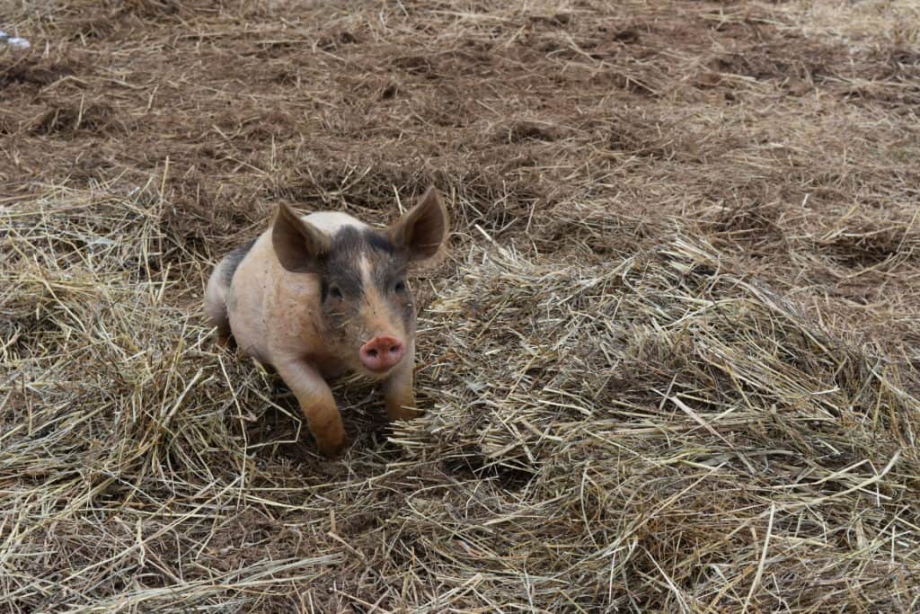 Visiting The Gentle Barn in Tennessee