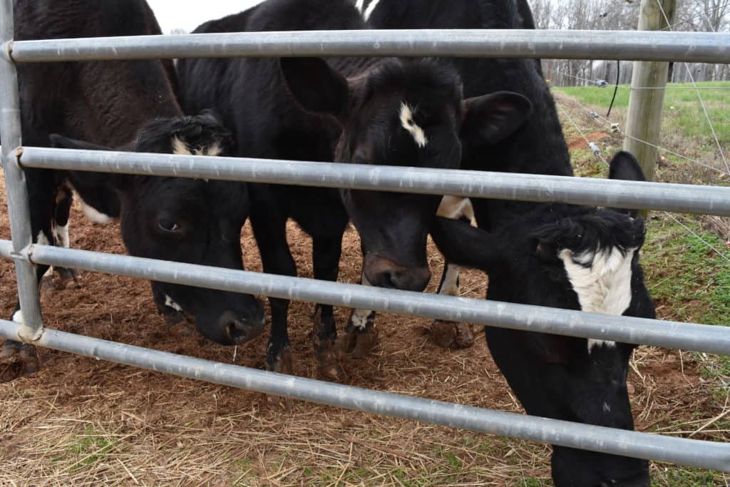 Visiting The Gentle Barn In Tennessee