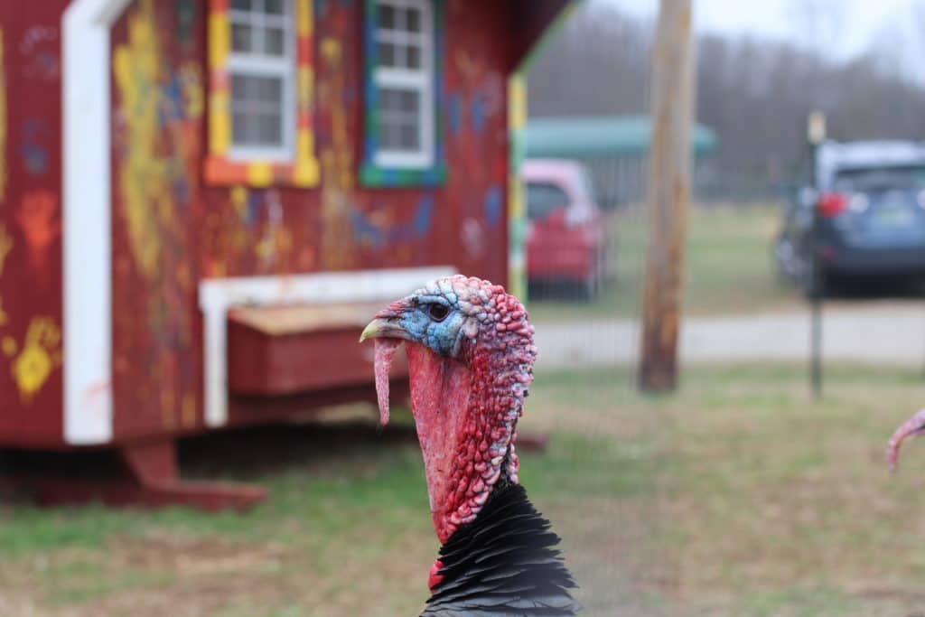 Visiting The Gentle Barn in Tennessee