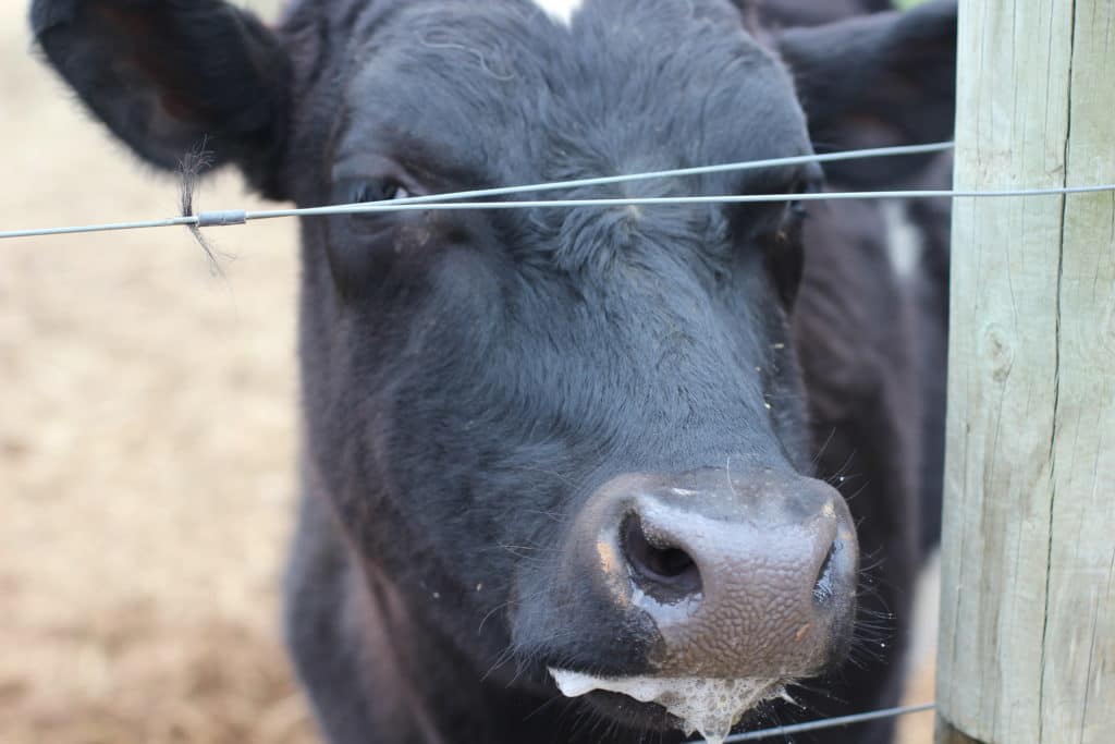 The Gentle Barn