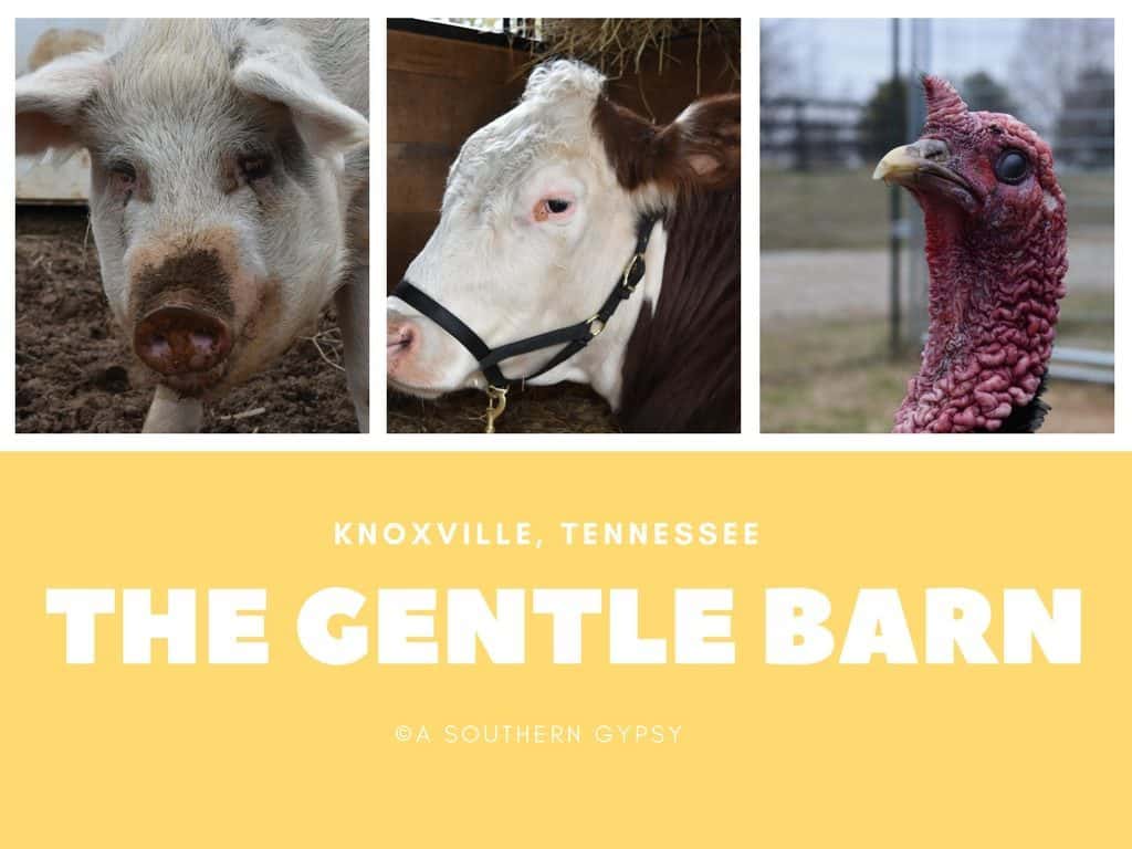 Visiting The Gentle Barn In Tennessee