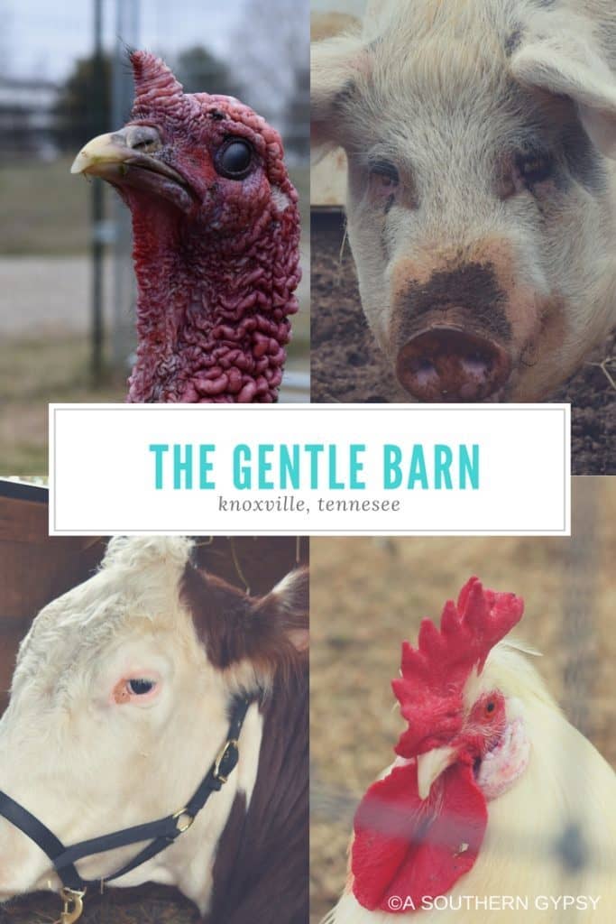 The Gentle Barn