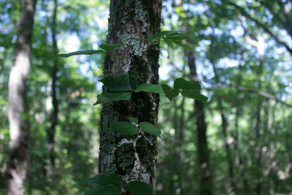 HIKING HUNTSVILLE