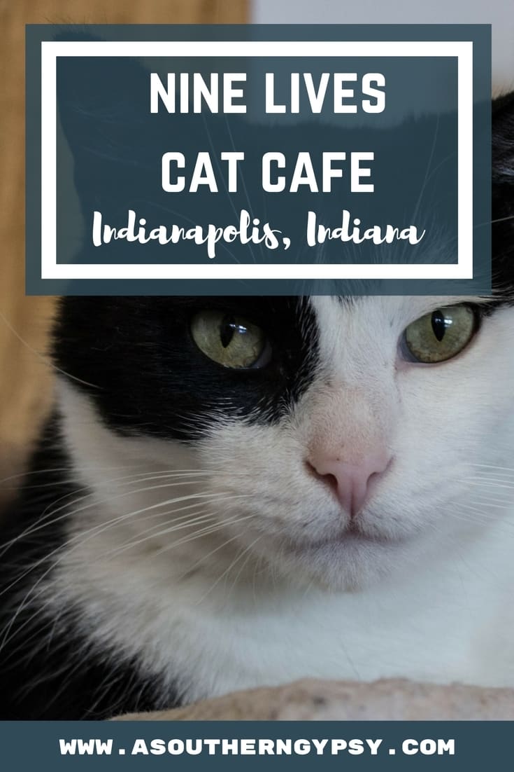 NINE LIVES CAT CAFE