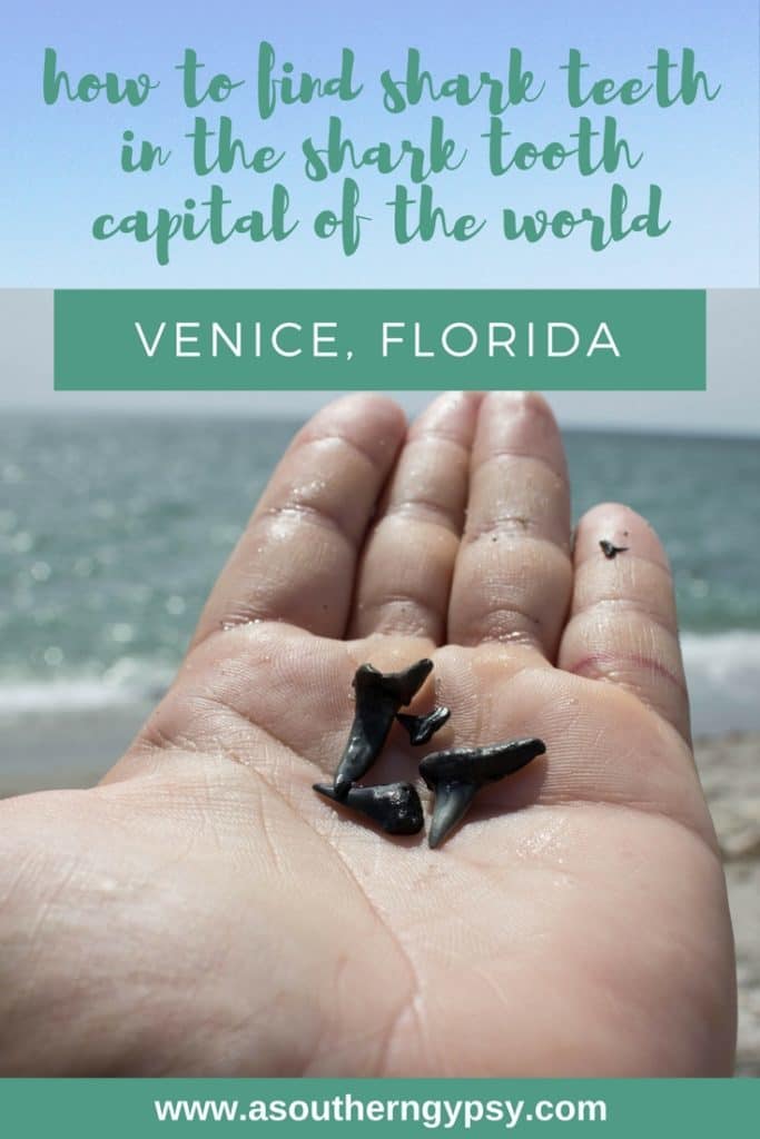 FIND SHARK TEETH IN VENICE, FLORIDA