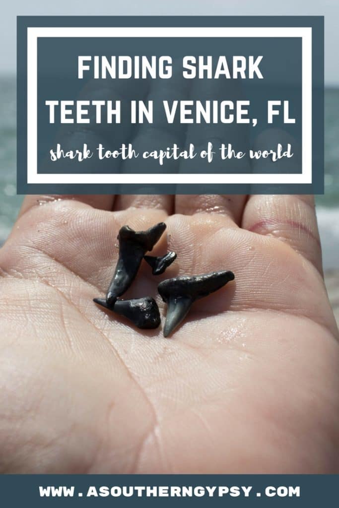 FIND SHARK TEETH IN VENICE, FLORIDA