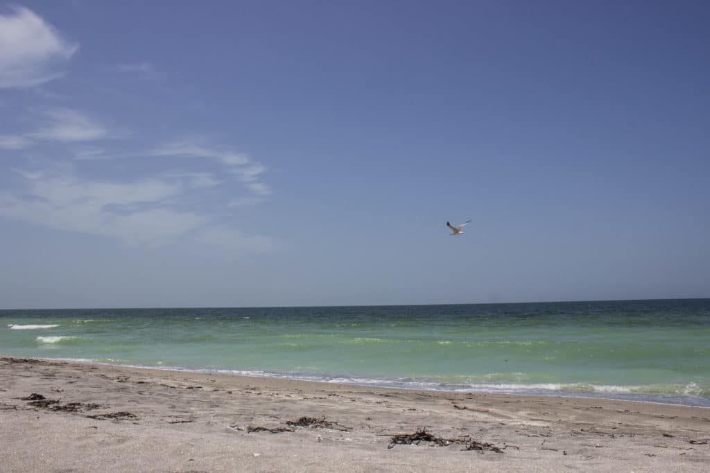 how to find shark teeth