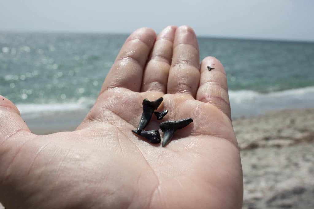 how to find shark teeth