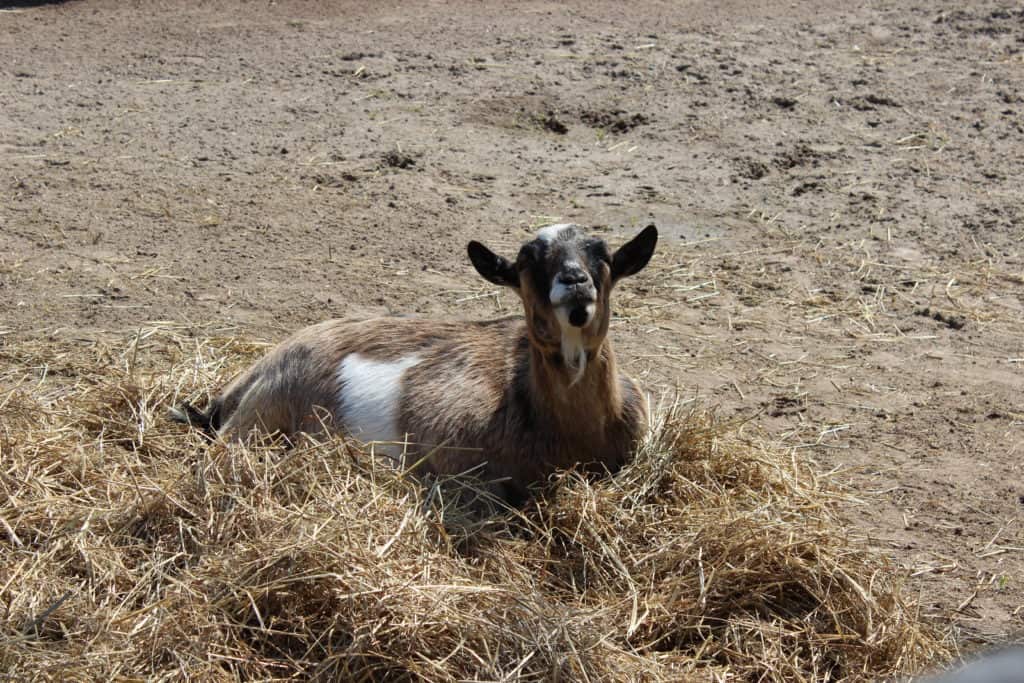 FARM SANCTUARY NEAR TORONTO