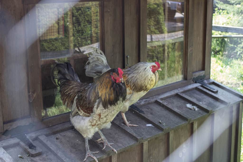 FARM SANCTUARY NEAR TORONTO