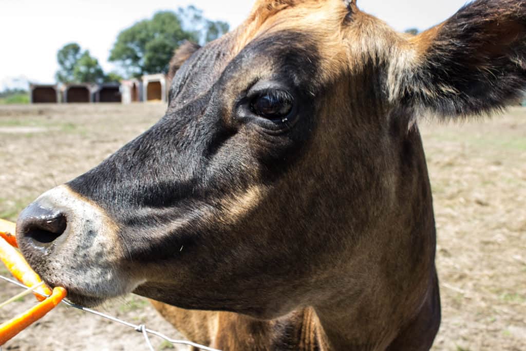 FARM SANCTUARY NEAR TORONTO