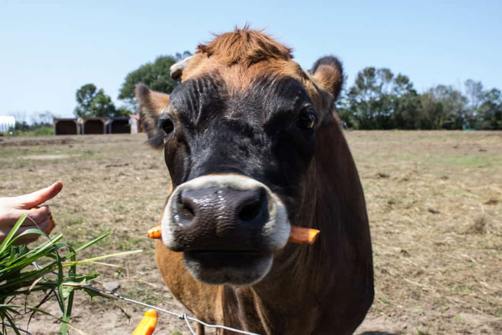 FARM SANCTUARY NEAR TORONTO