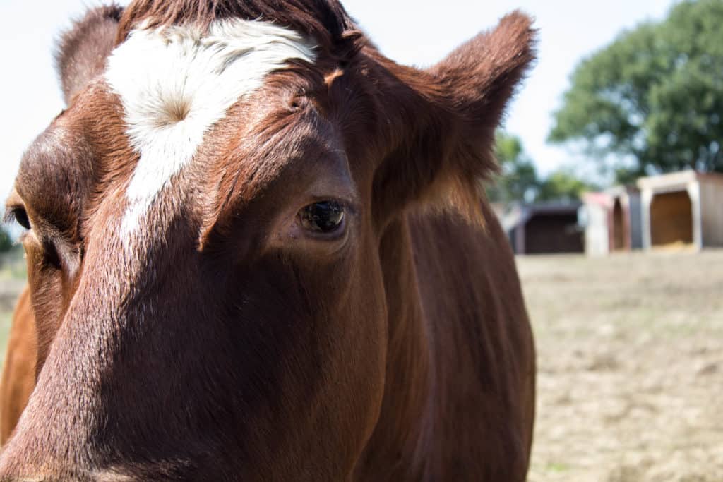 FARM SANCTUARY NEAR TORONTO