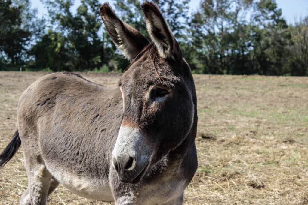 FARM SANCTUARY NEAR TORONTO