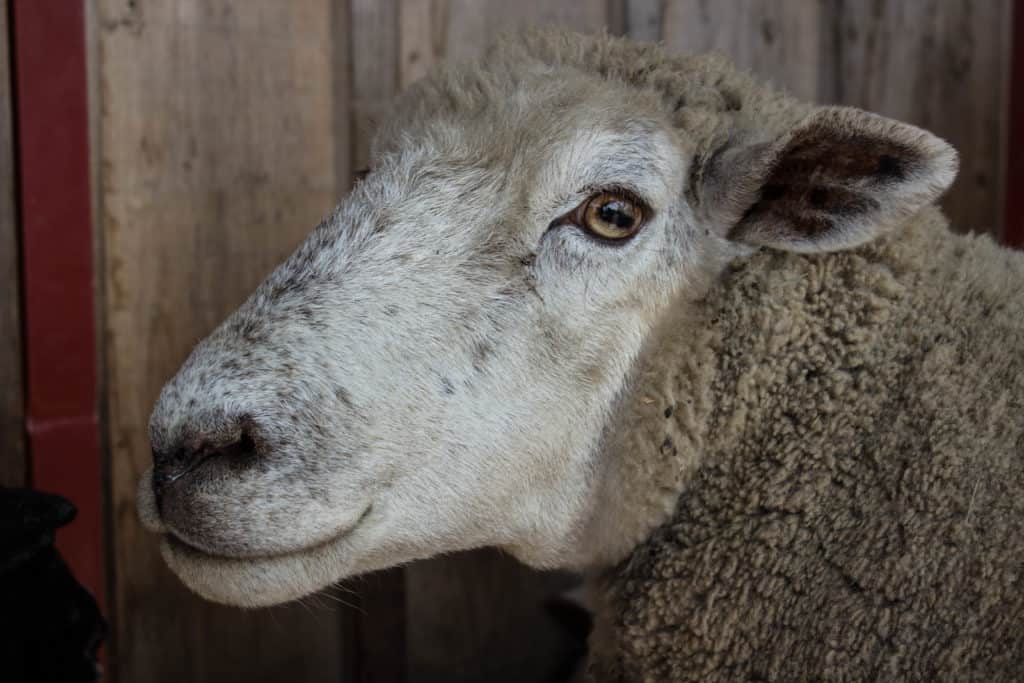 FARM SANCTUARY NEAR TORONTO