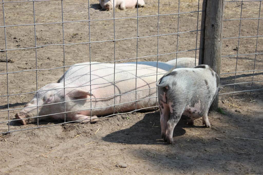 FARM SANCTUARY NEAR TORONTO