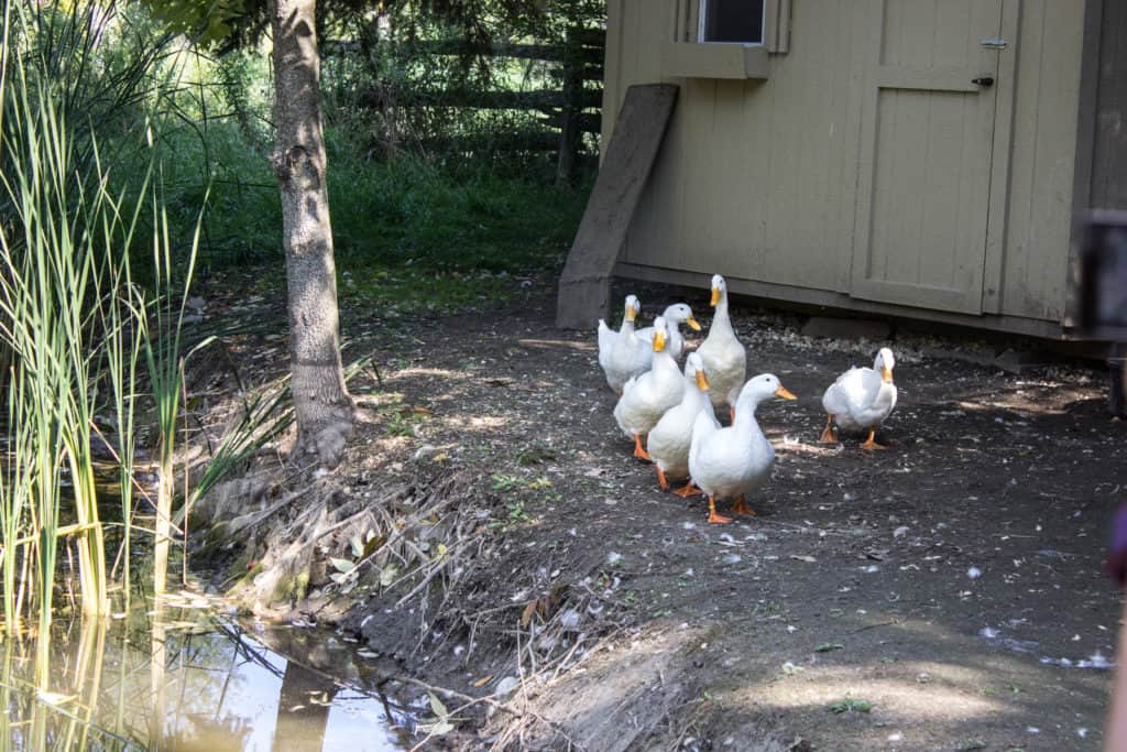 FARM SANCTUARY NEAR TORONTO