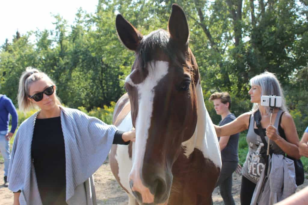 FARM SANCTUARY NEAR TORONTO