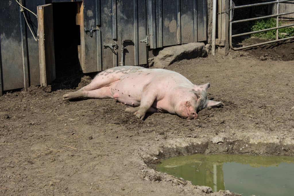 FARM SANCTUARY NEAR TORONTO