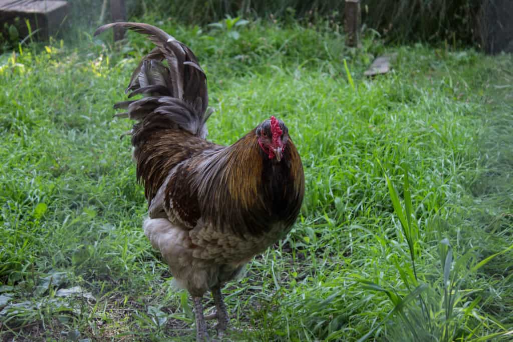 FARM SANCTUARY NEAR TORONTO