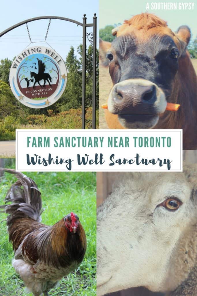 FARM SANCTUARY NEAR TORONTO